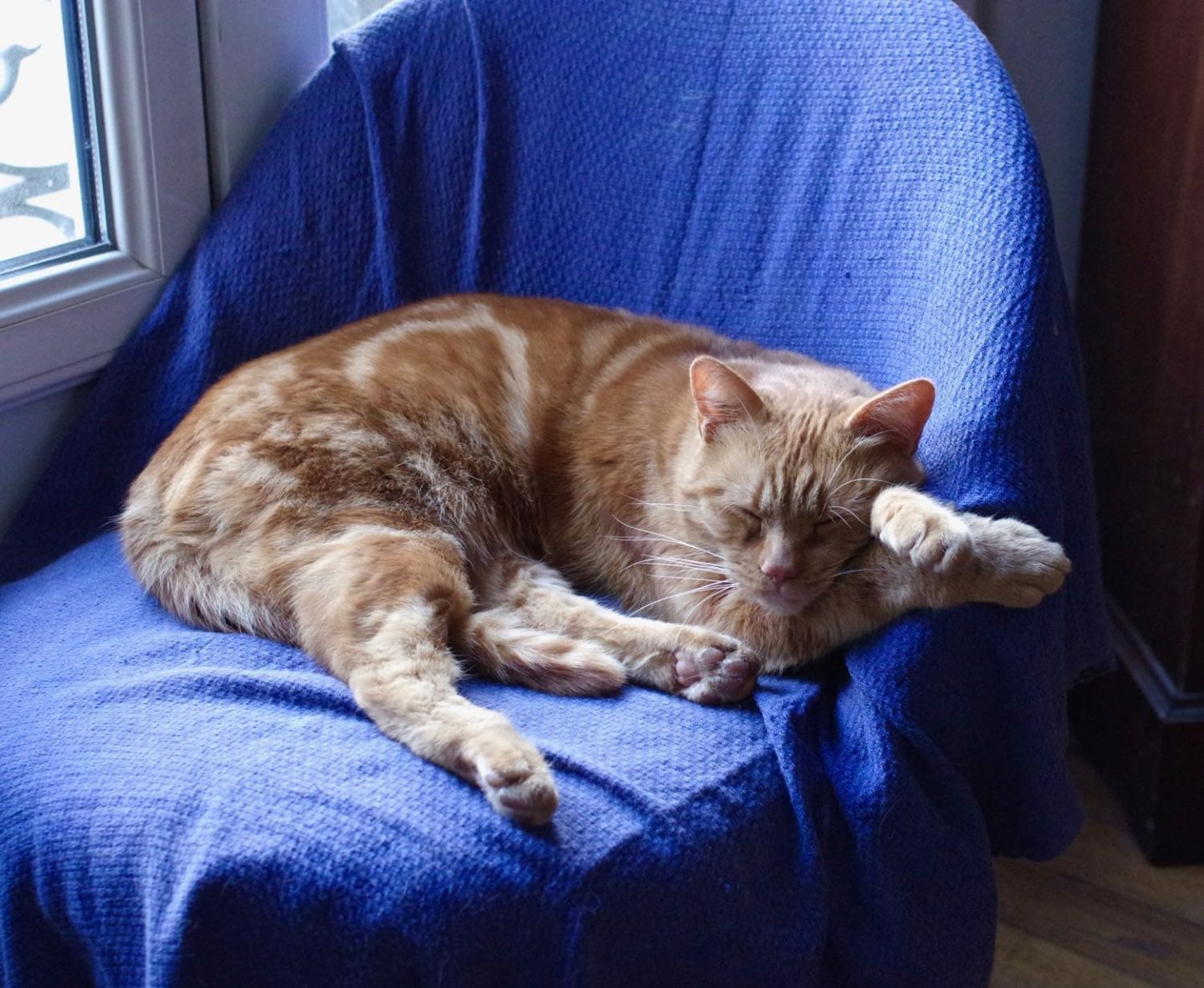 bernard chat chill fauteuil