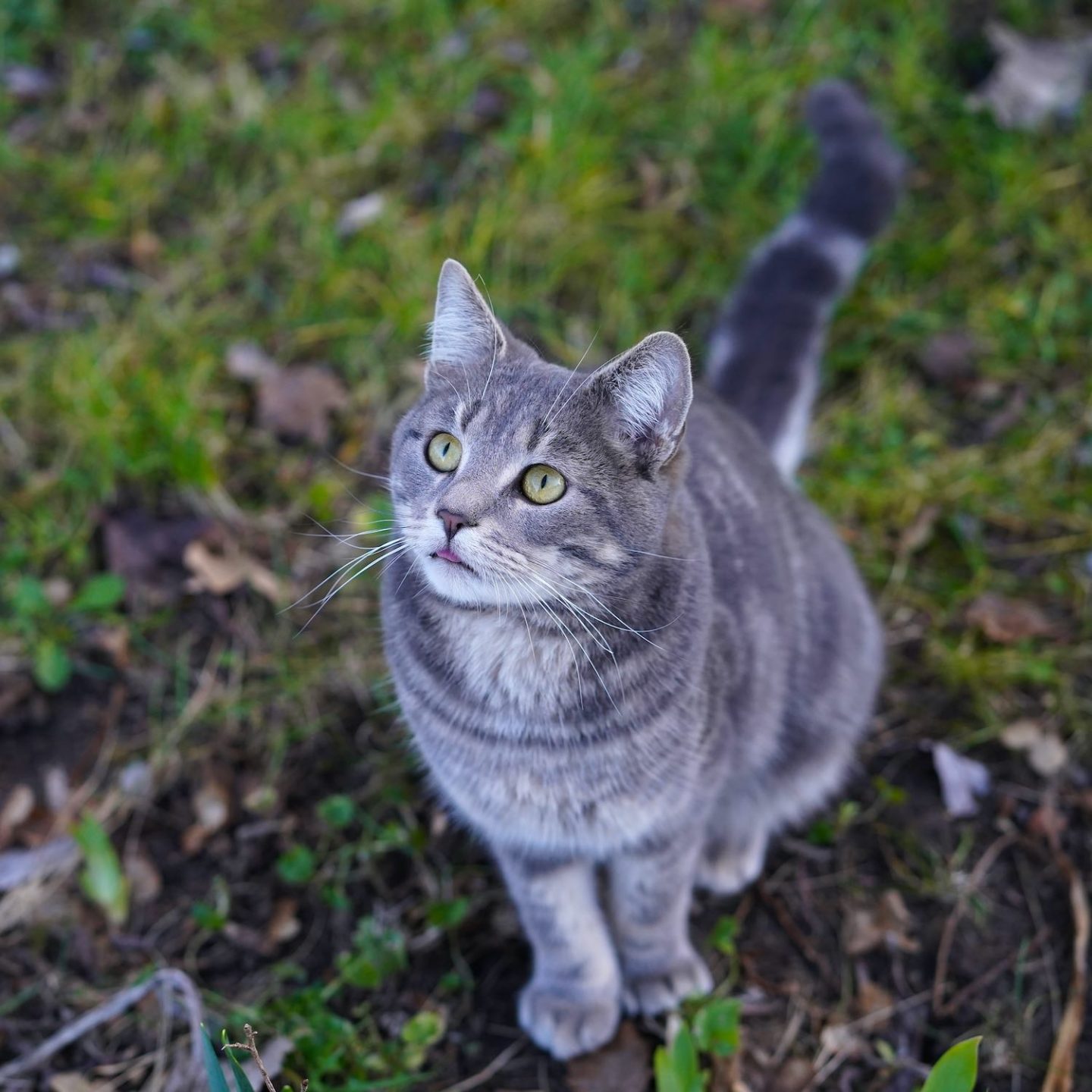 anatole chaton gris sauvé