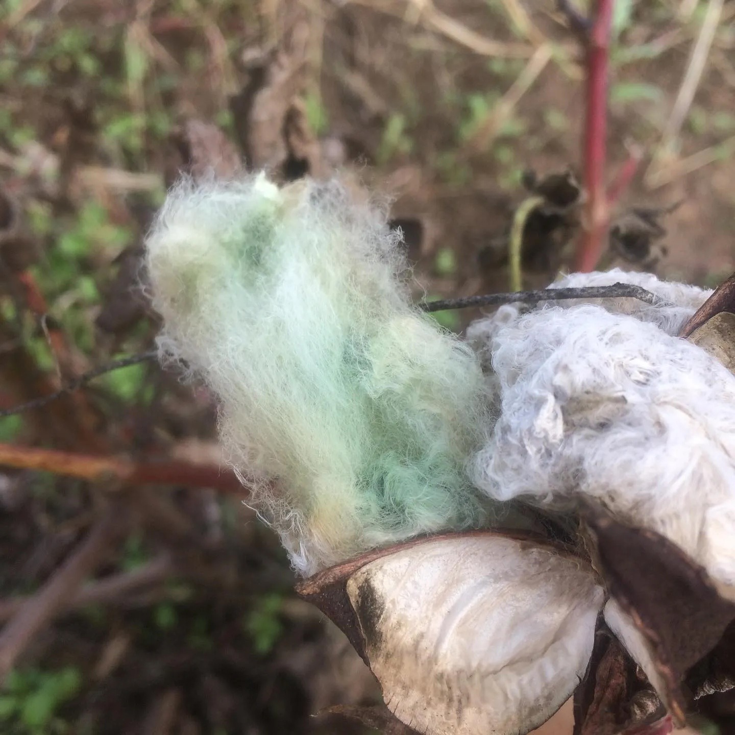 coton foxfibre vert green sally fox